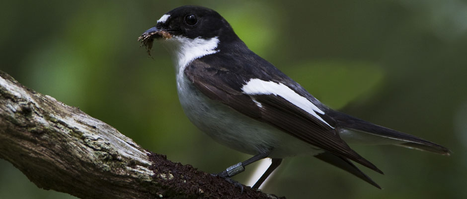 PiedFly.Net