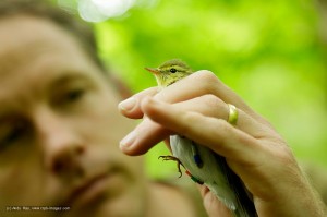 RSPB Wood Warbler Project